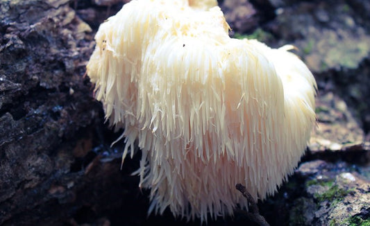 Lion’s Mane, Hedgehog, Yamabushitake: A Multifaceted Mushroom