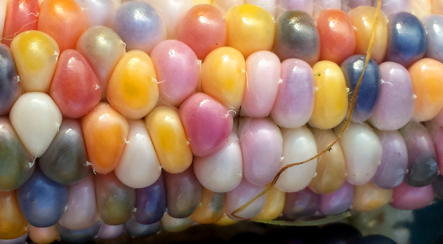 Organic Rainbow Glass Gem Corn - Popcorn Maize by Mecatl