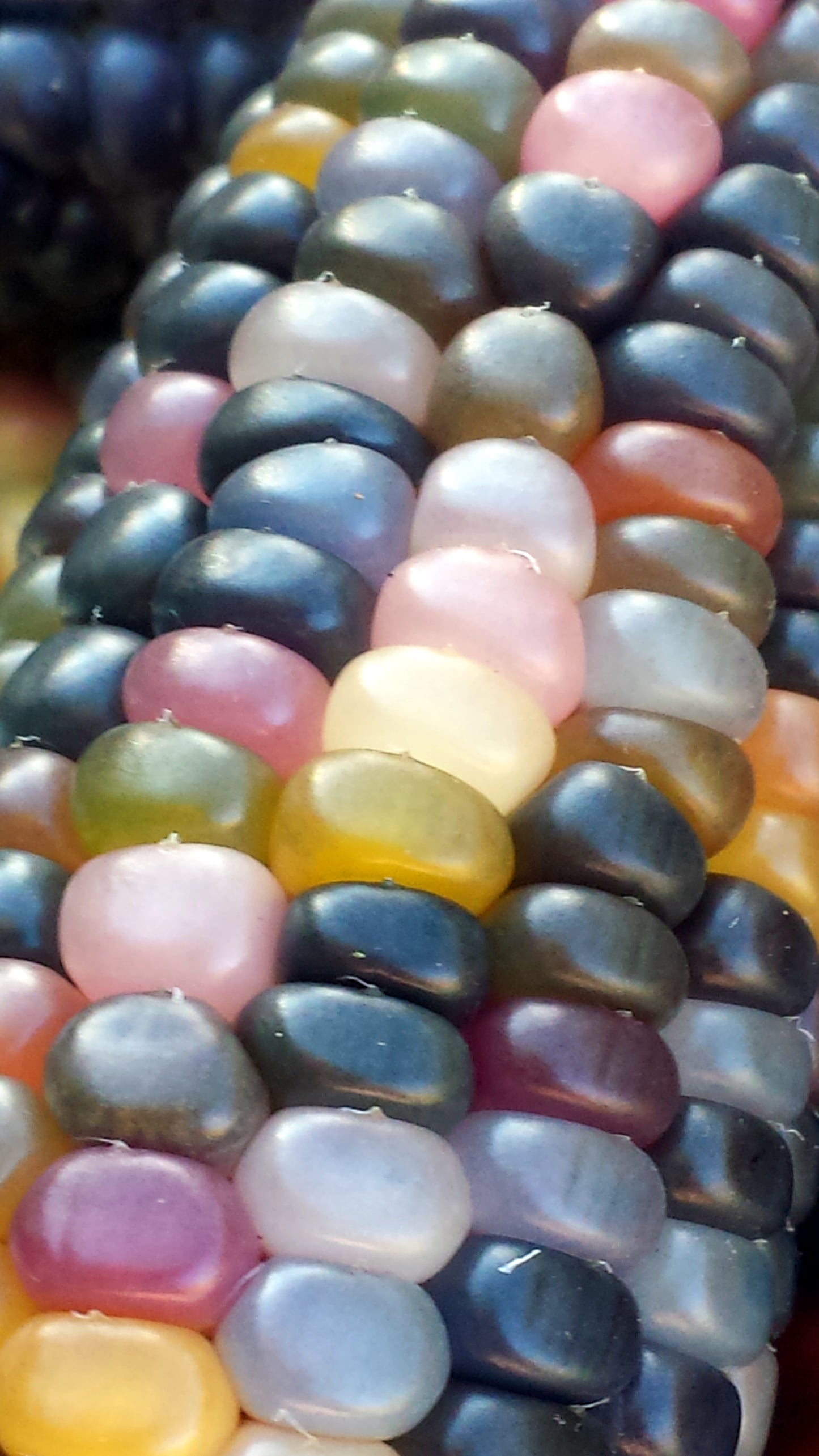 Organic Rainbow Glass Gem Corn - Popcorn Maize by Mecatl