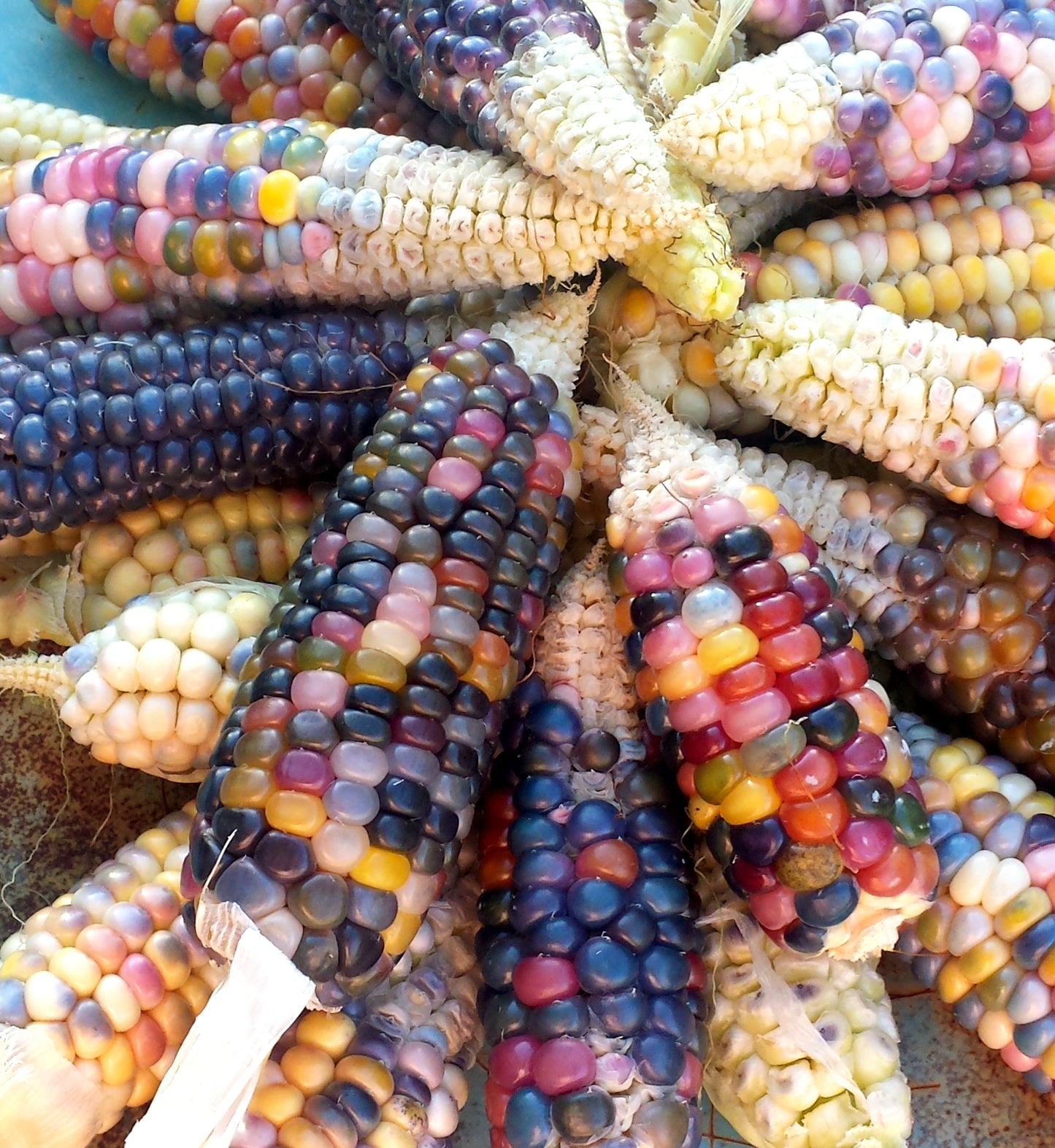 Organic Rainbow Glass Gem Corn - Heirloom Popcorn Maize by Mecatl